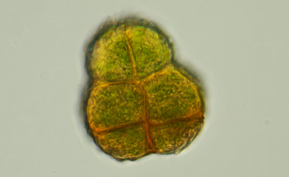 [ Grimmia pulvinata seedling ]