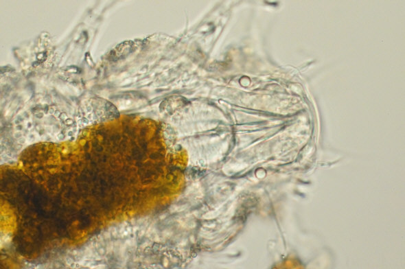 [ Halechiniscus sp. von der kroatischen Insel Krapanj: Totale ]