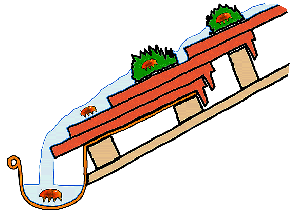 [tardigrades in moss cushions on roofs]