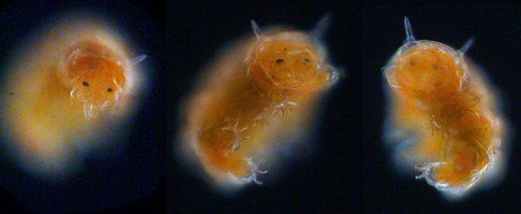 tardigrades tardigrada b&auml;rtierchen detail echiniscus