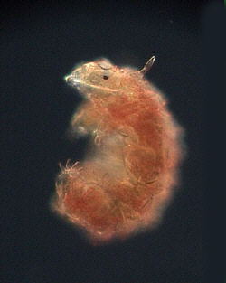 [cornechiniscus cornutus]