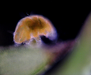 [ Tardigrada, B&auml;rtierchen; Sch&auml;rfentiefe ]