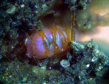 [ Tardigrada, B&auml;rtierchen; CombineZ ]