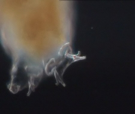 [ yellow tardigrade from the Bavarian Alps ]