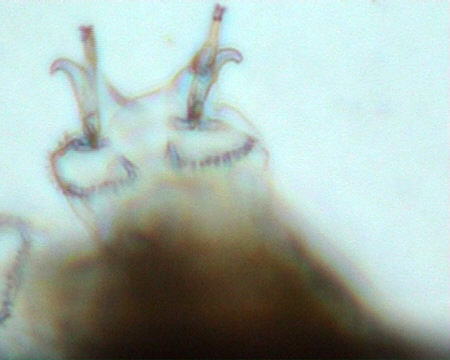 [ gelbes B&auml;rtierchen aus den bayerischen Voralpen ]