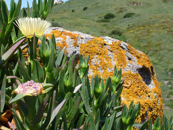 [ Pittoresque lichens at the western border of Europe: Cabo Roca ]