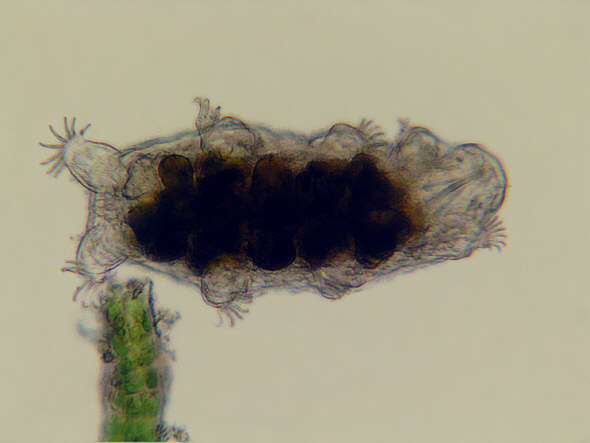 [ Echiniscoides sigismundi ]