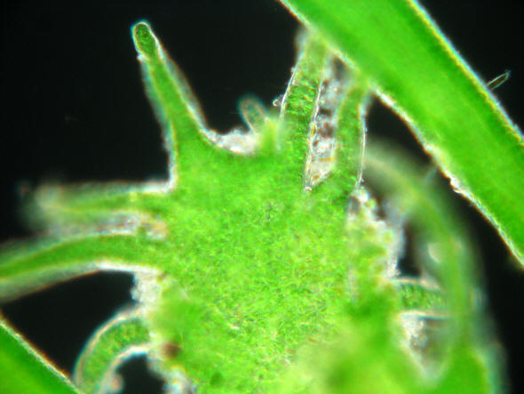 [ photomicrograph: green algae from the beach, habitat of Echiniscoides sigismundi ]
