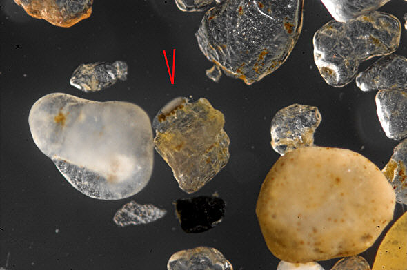 [ Batillipes tardigrade from the Kiel Foehrde ]