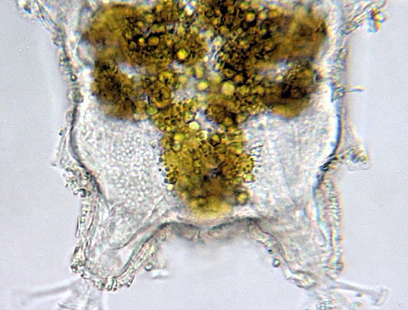 [ Batillipes M&auml;nnchen ]