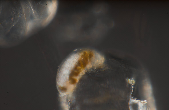 [ Batillipes Weibchen ]