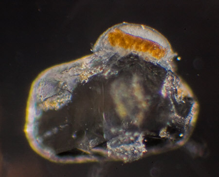 [ Batillipes Weibchen ]