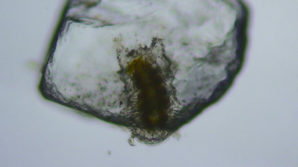 [ Batillipes Weibchen ]