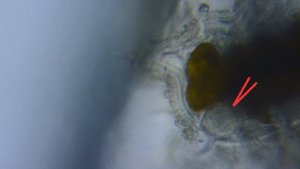 [ Batillipes Weibchen ]