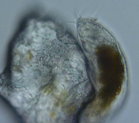 [ Meerestardigrade ]