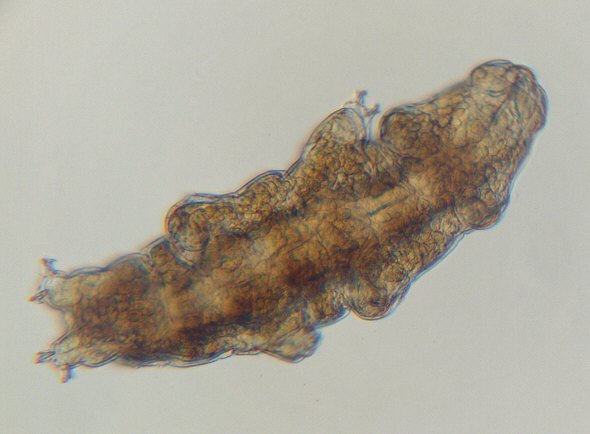 [ Tardigrade from the Isar river flood water sample ]