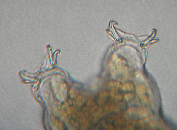 [ Tardigrade from the Isar river flood water sample, detail ]