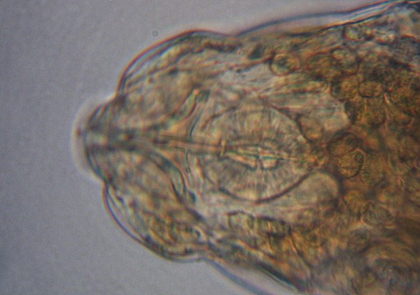 [ Tardigrade from the Isar river flood water sample, detail ]