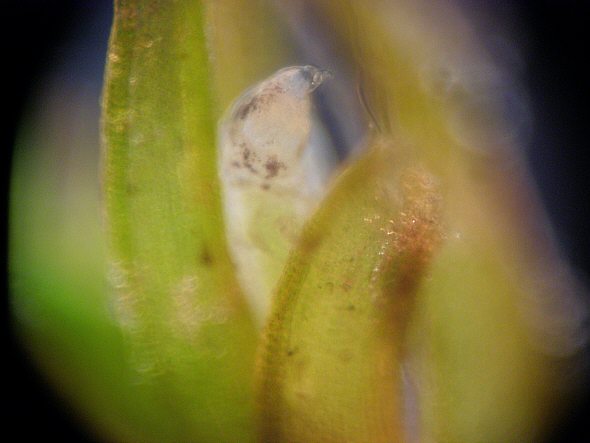 [ Macrobiotus hufelandi (sensu lato), Pigmentierung ]