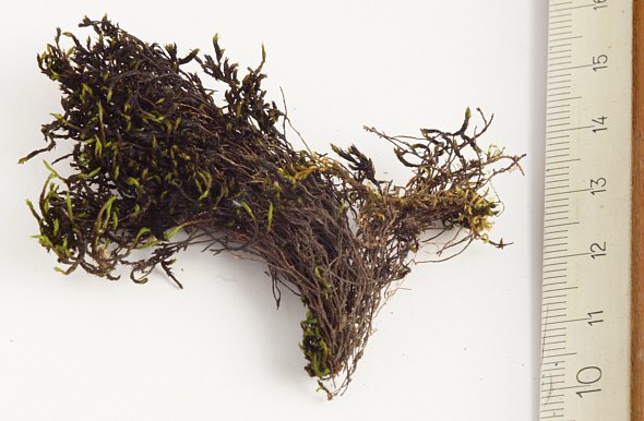 [ Part of a fallen moss cushion ]