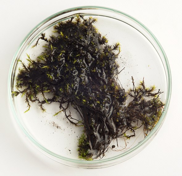 [ Same moss sample during wetting with water ]