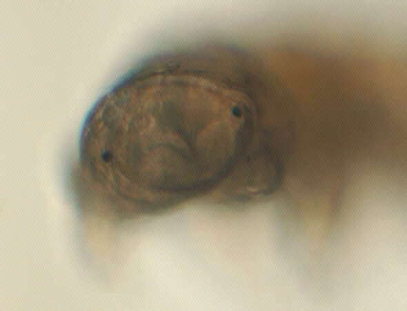 [ A tardigrade from Munich pavement moss: total view ]