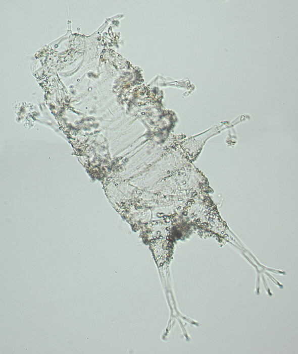 [ Halechiniscus Cuticula from the Krapanj island: total view ]