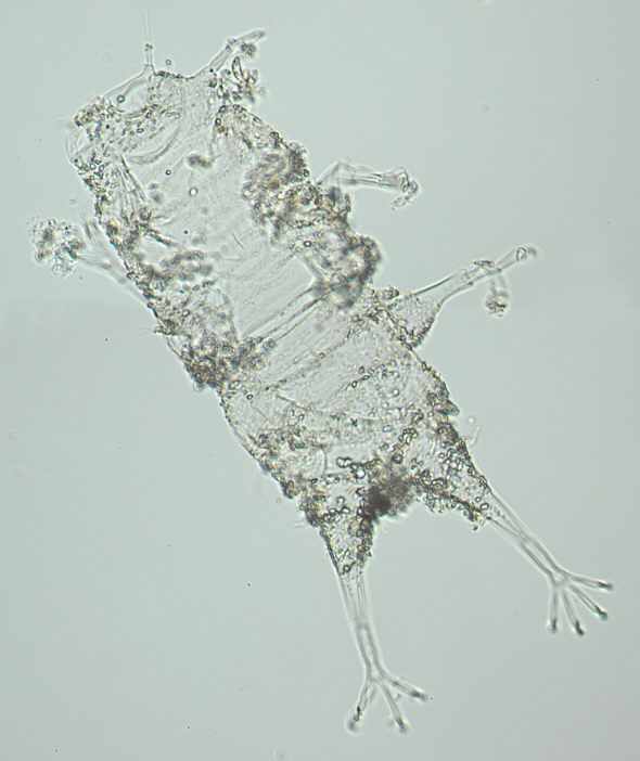 [ Halechiniscus Cuticula von der kroatischen Insel Krapanj: Totale ]