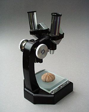 [tardigrade search: dissecting microscope]