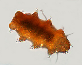 tardigrades