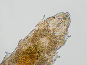 tardigrades