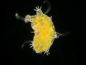 tardigrades