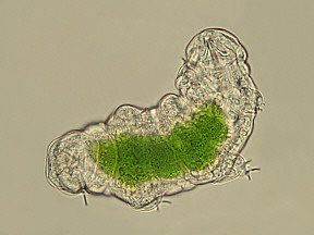 tardigrades