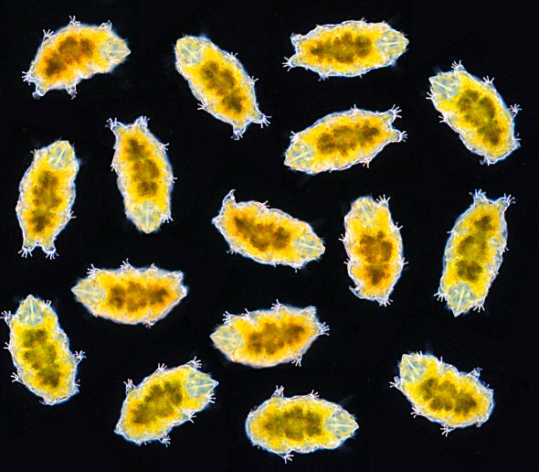 tardigrade, tardigrades