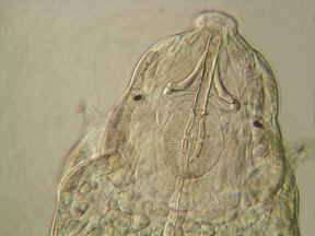 tardigrade, tardigrades