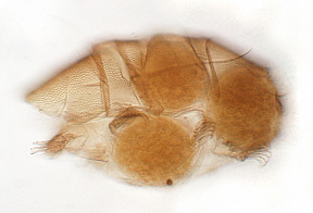 tardigrade, tardigrades