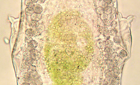 [ tardigrade male: the stomach region]