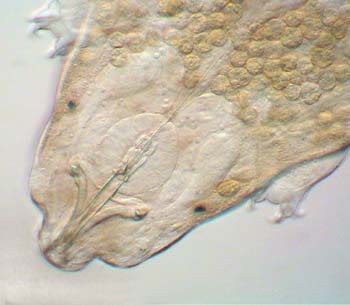 Tardigrades-A02