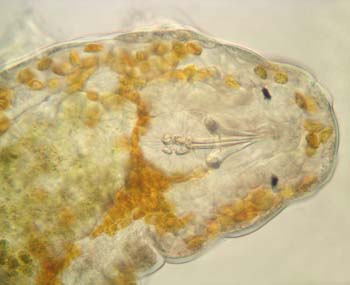 Tardigrades-A08