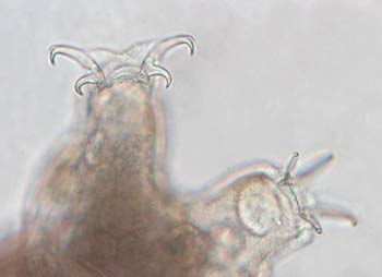 Tardigrades-A12