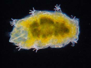 Tardigrades-B03