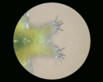 Tardigrades-B09