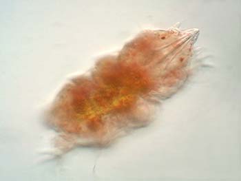 Tardigrades-B11