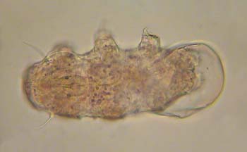Tardigrades-C01