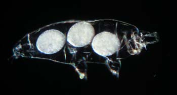 Tardigrades-C07