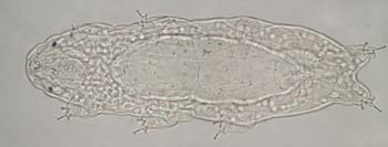 Tardigrades-G03