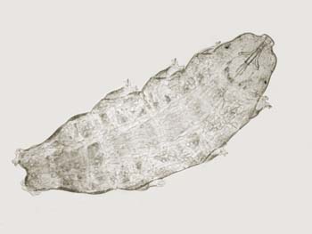 Tardigrades-G06