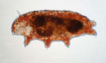 Tardigrades-G08