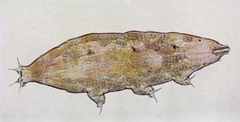 Tardigrades-G09
