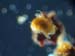 Tardigrades-B02